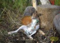 /album/fotogaleria-alkohol/a4625-0-zajac-ma-uz-nakupene-jpg/